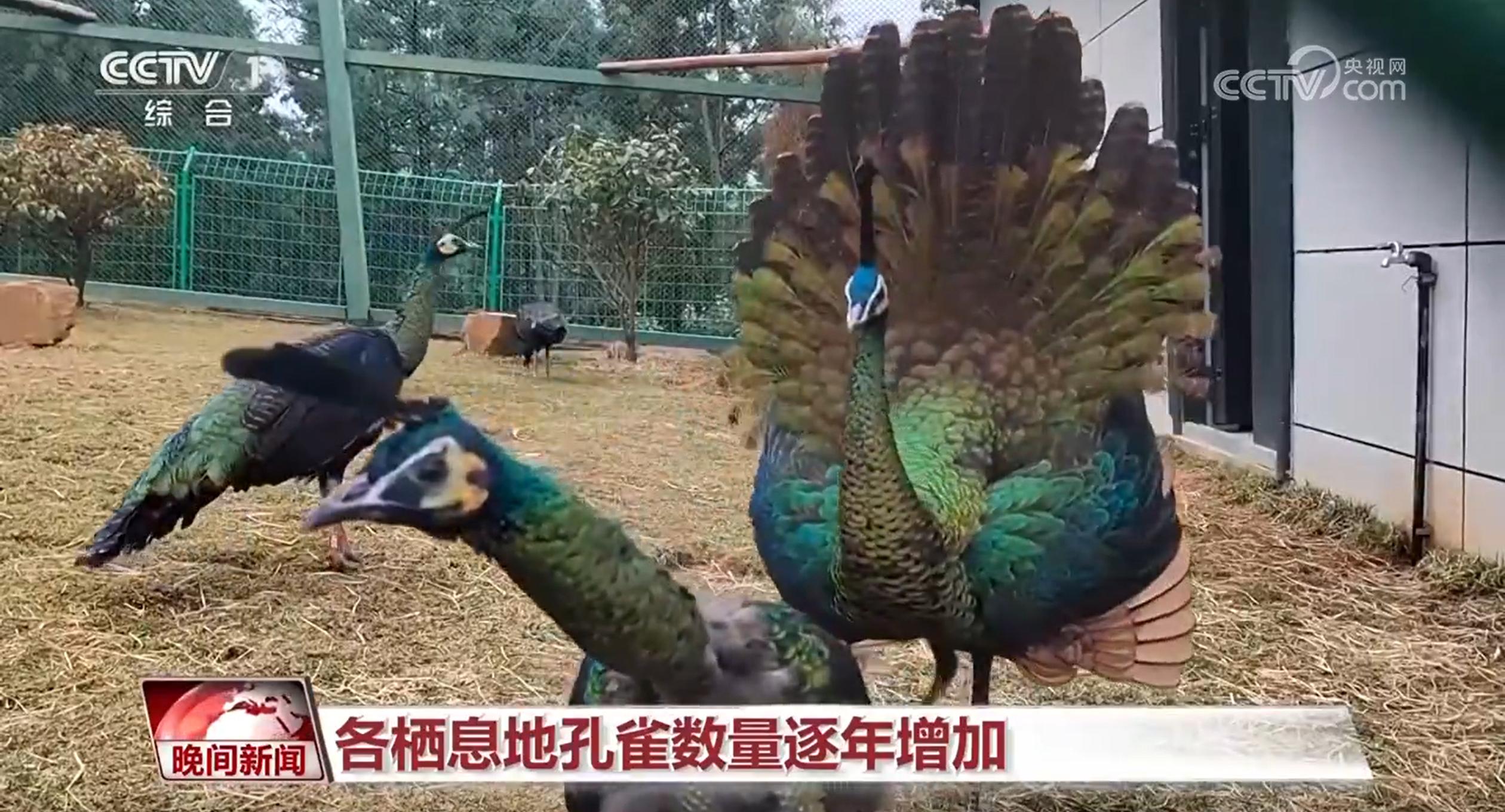 國際生物多樣性日｜人工繁育、破解“聲紋密碼” 我國生物多樣性保護“上大分”