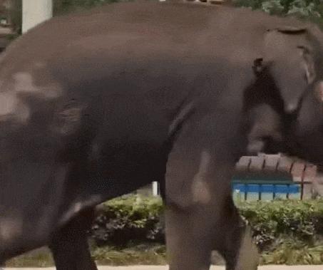 浙江湖州街頭驚現“出逃”大象！系太湖龍之夢樂園飼養，已被工作人員用西瓜“哄”回！未造成損失