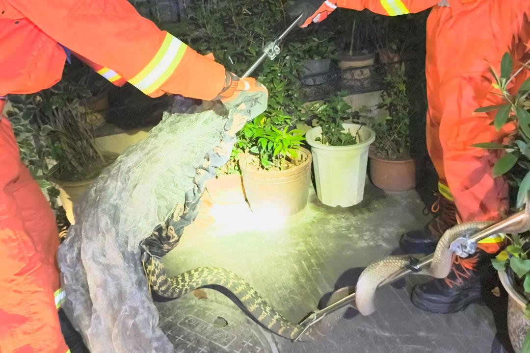 嚇掉魂！寧波一小區居民家中，深夜驚現2.5米長大蛇，足足有6斤半！“又破紀錄了”