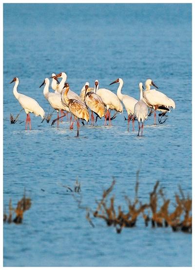 中國鳥類保護成果顯著 瀕危物種種羣數量穩定增長