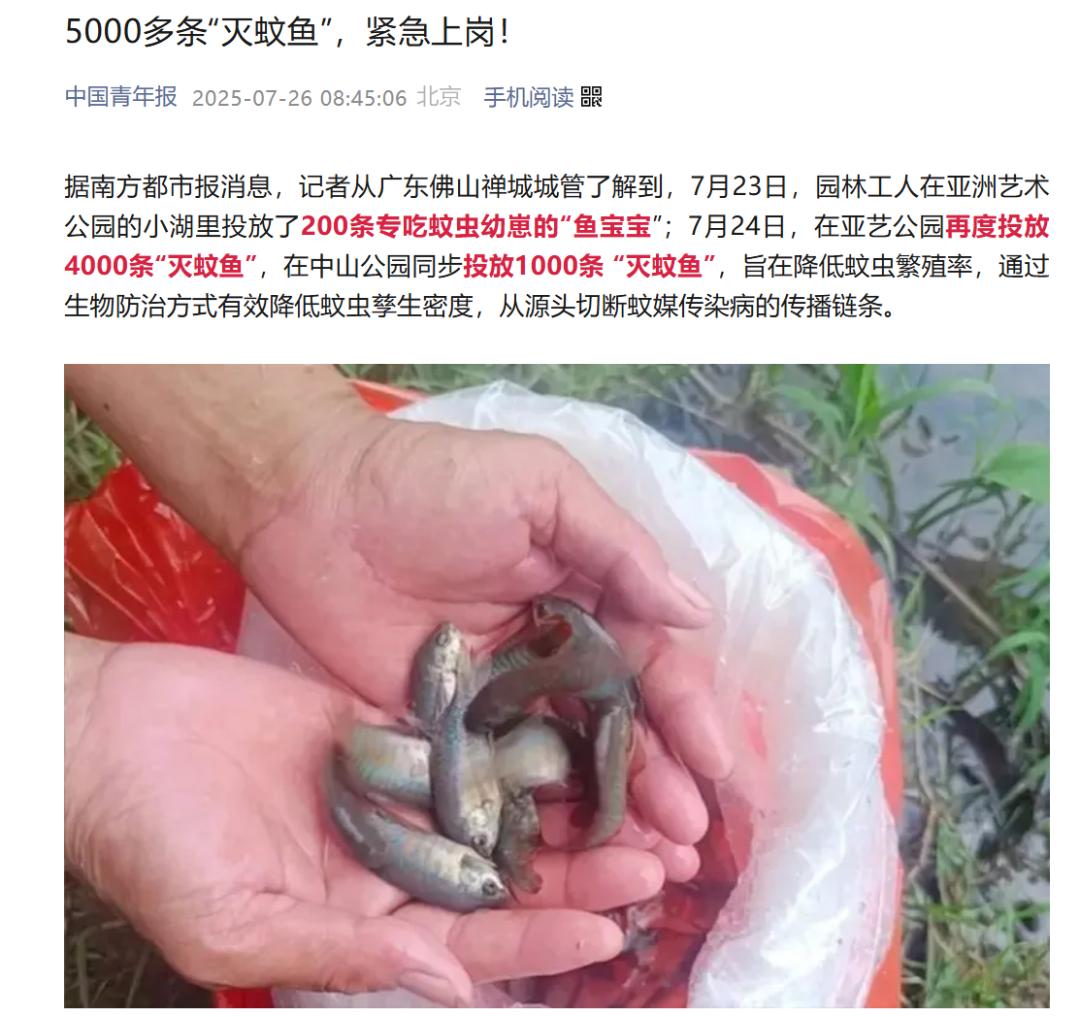 “滅蚊魚”是外來物種？還有人想養家裏！最新提醒