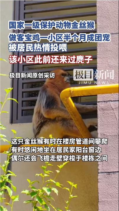 野生金絲猴闖入寶雞一小區“做客”半個月，被投餵成團寵，當地林業局：已救助