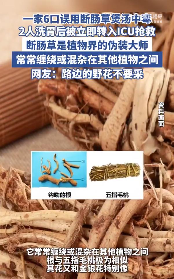 視物模糊、頭暈！誤將斷腸草當五指毛桃煲湯，6人中毒