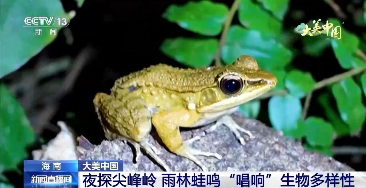 夜探尖峯嶺 雨林蛙鳴“唱響”生物多樣性