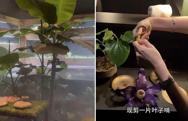 大象糞便做甜品、3888元一位還得預約！這家餐廳火了……