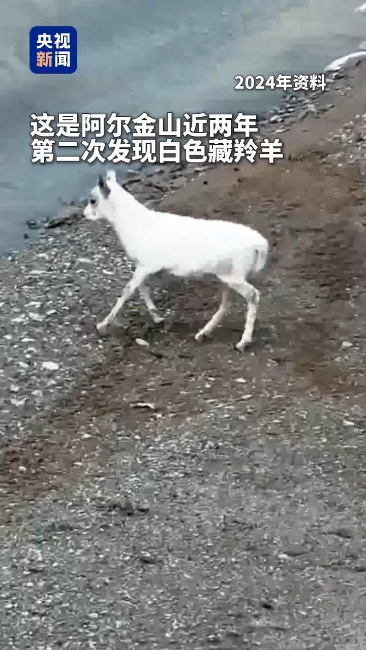 藏羚羊也玩“限定皮膚”？新疆阿爾金山出現白色藏羚羊