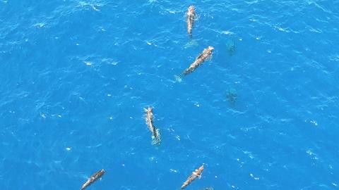 超治癒！海警巡邏偶遇成羣海豚嬉戲