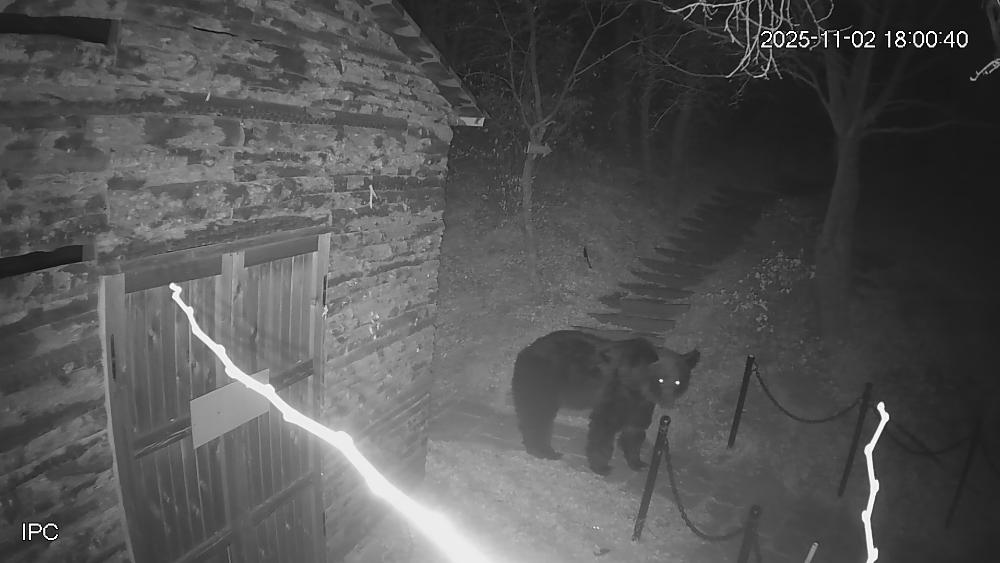 景區監控報警：黑熊出沒！黑龍江同江民警挨家走訪發出安全提示