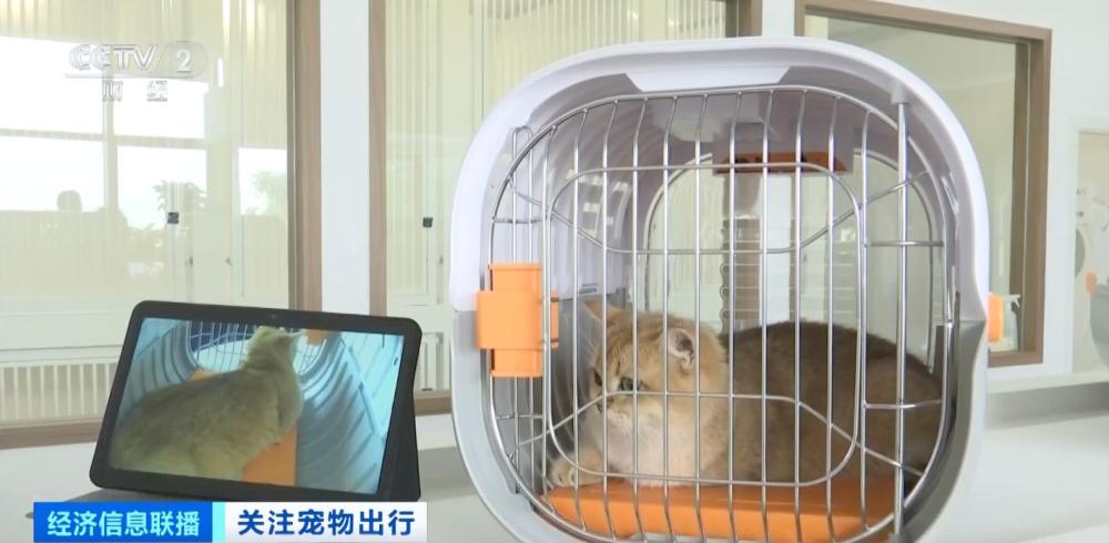 貓狗分區 獨立候機 全國首家寵物候機廳在深圳機場啓用