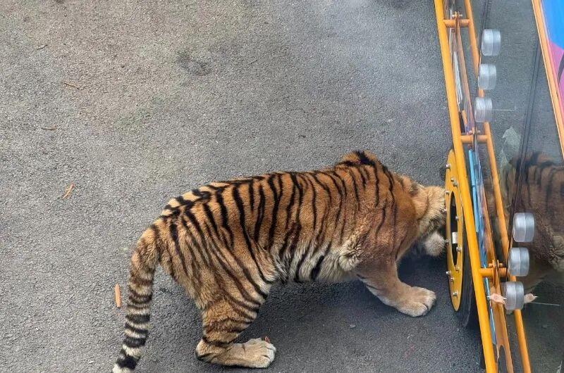 動物園觀光車壓碎老虎下巴？園方：初步檢查未發現重大傷情
