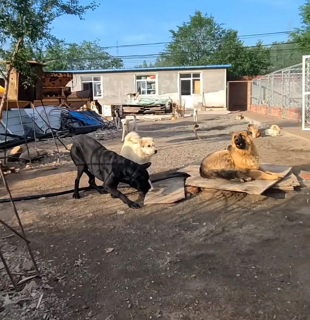 河北承德土犬因霸氣走紅被稱“最強阿爾法”，主人：養了一百多隻狗，它打架打成了狗王