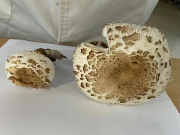 毒蘑菇不要喫！嚴重可致死亡！湖北疾控最新提醒