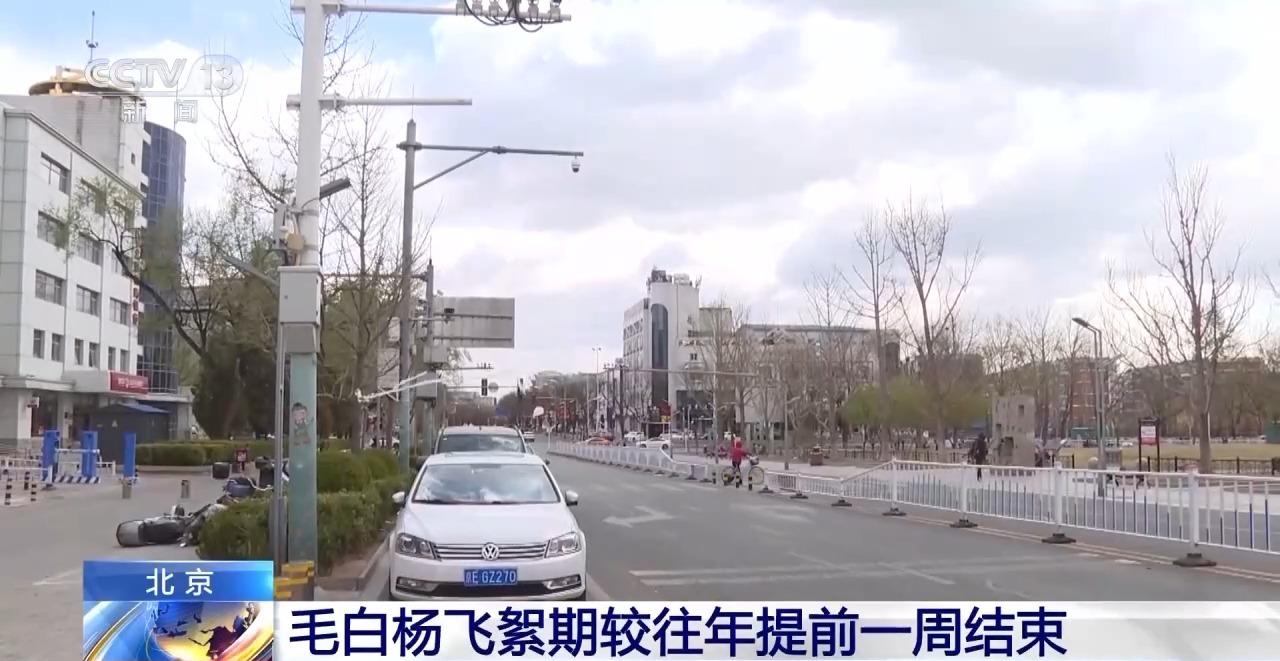 受大風天氣影響 北京毛白楊飛絮期較往年提前一週結束