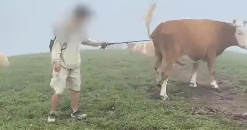 遊客喂牛牛肉乾、敲打牛屁股遭牛羣“踩踏”？景區最新回應！