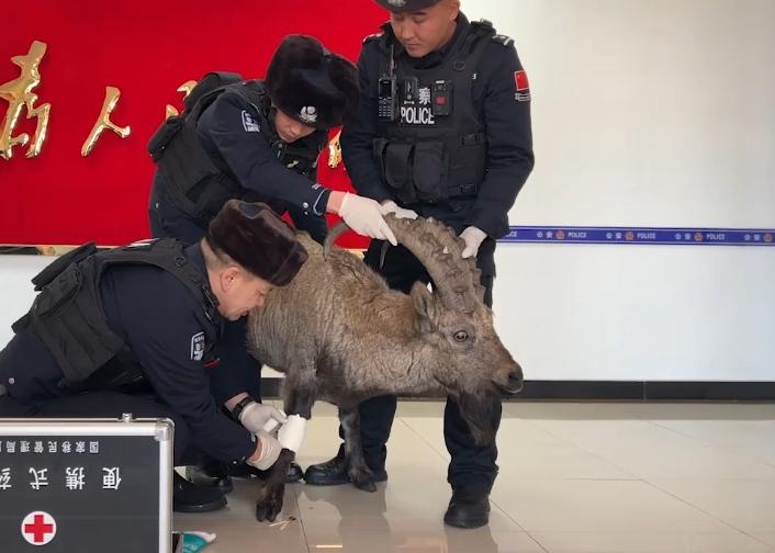 羣衆發現受傷“野羊”，警方確認系保護動物北山羊