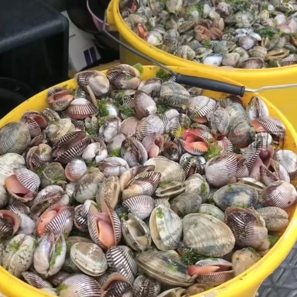 “蝴蝶”刮來免費海鮮？颱風過境後，消防緊急提醒！
