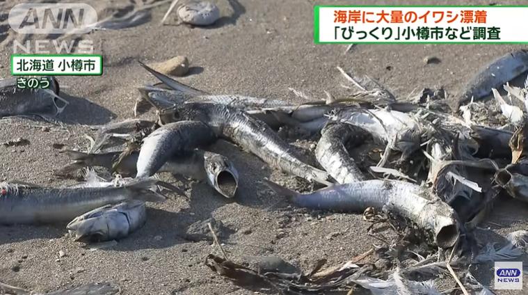 日本北海道海岸漂來大量沙丁魚：範圍綿延7公里 已開始腐爛