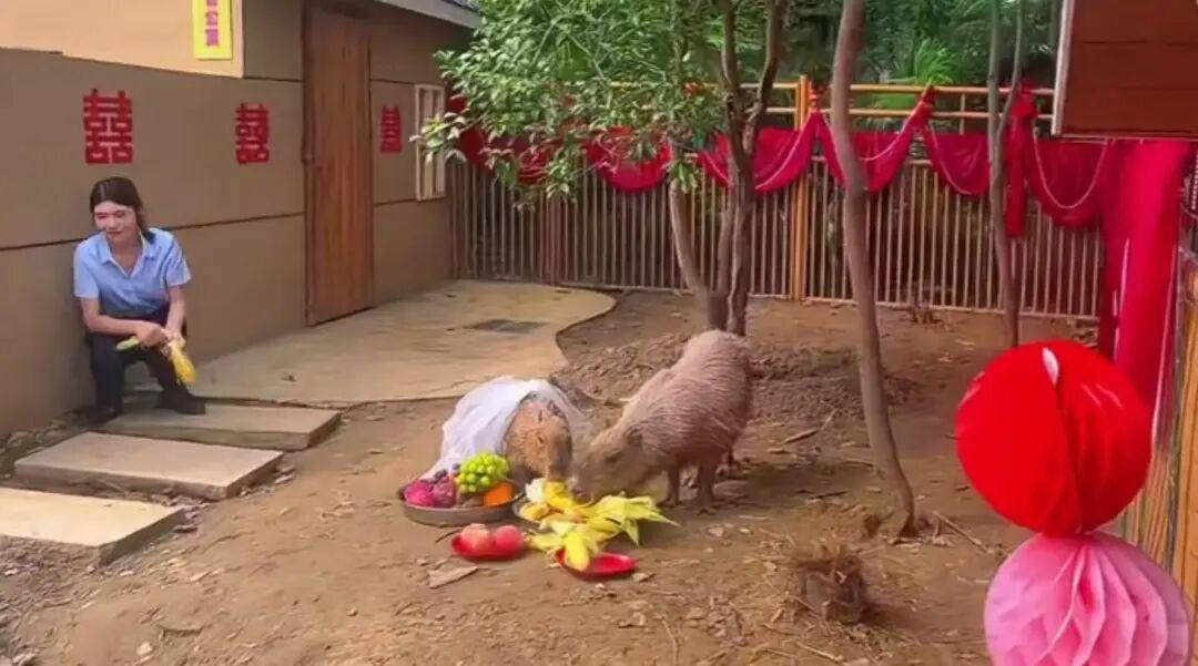 因“越獄”走紅的卡皮巴拉“豆包”結婚了，新郎是福建三明動物園的“核桃”