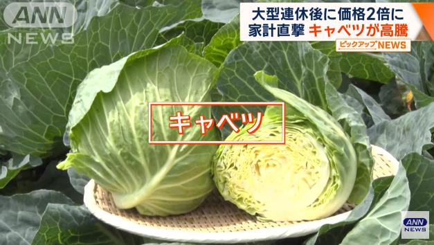 日本捲心菜價格飆升 一顆賣到300日元