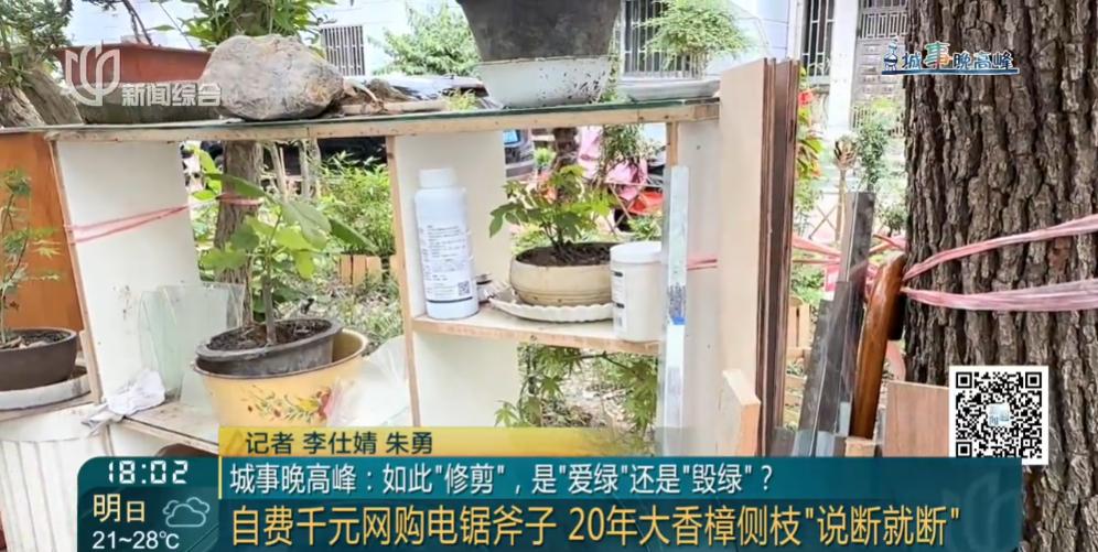 上海一小區20年香樟說砍就砍！八旬老爺叔：拿我怎麼樣？