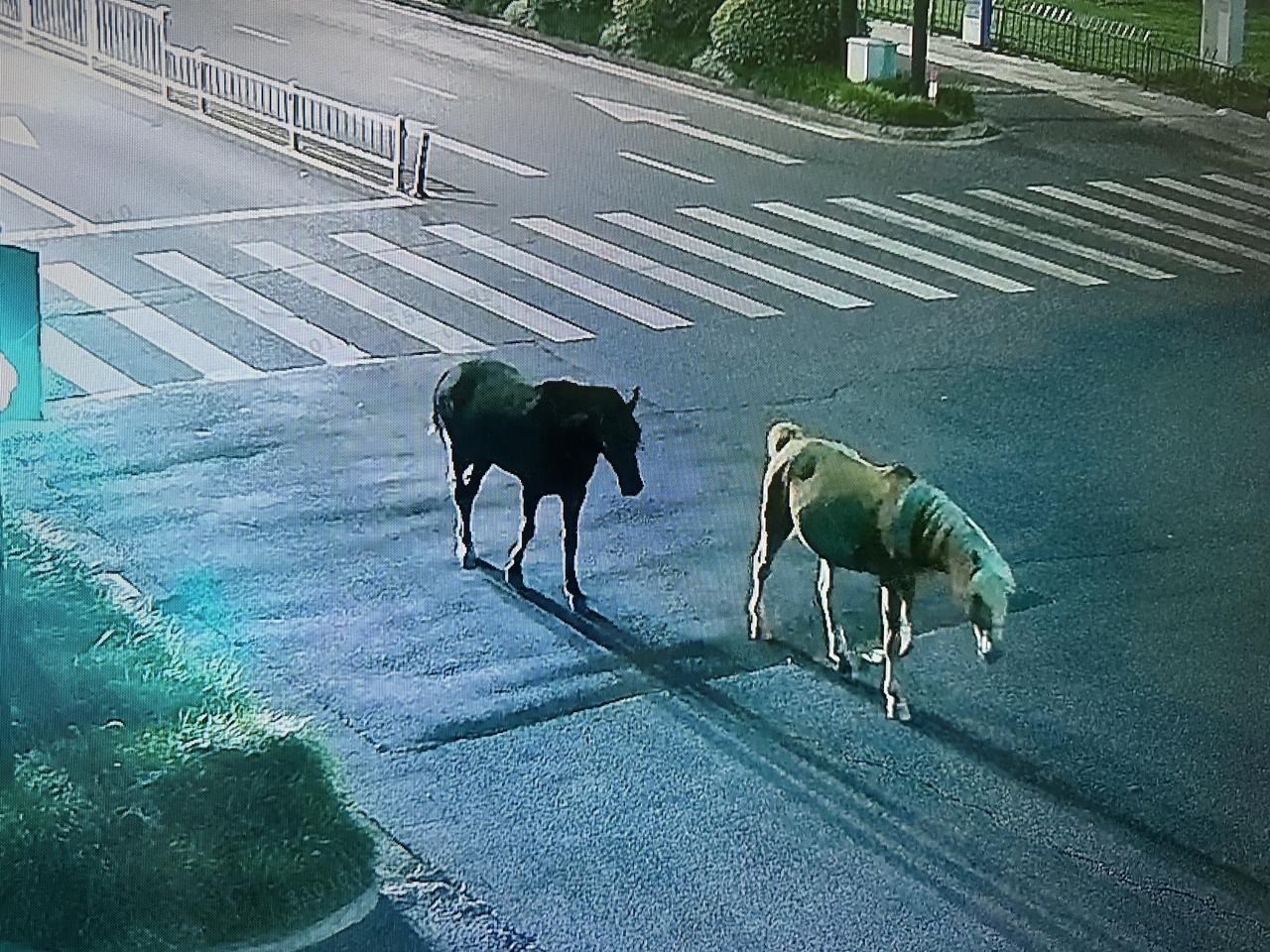 “馬路上真有馬！”凌晨，杭州市民緊急報警：兩匹馬在逛馬路