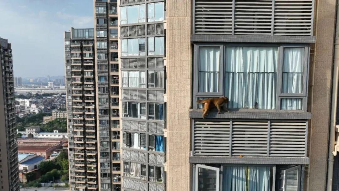 廣西一“猴哥”在小區連住五天，在高樓間飛檐走壁，3個裝滿香蕉的誘捕籠均未誘其上當，至今仍在逃
