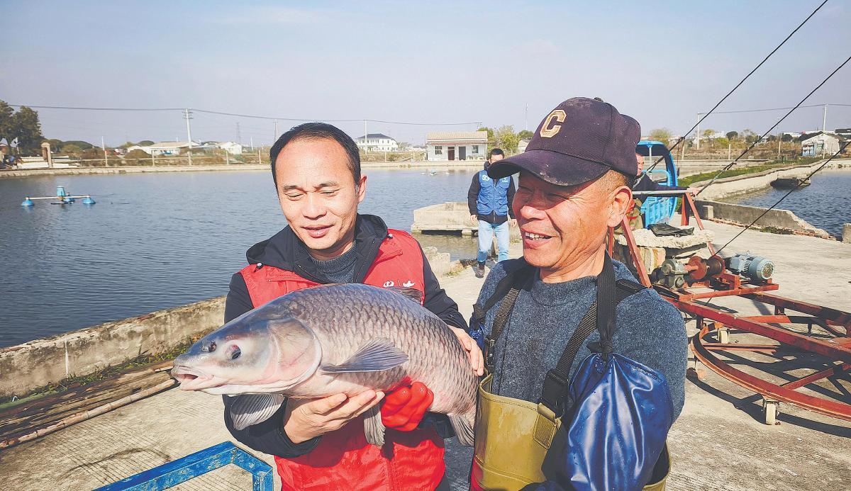 無錫甘露青魚“躍入”5G直播間