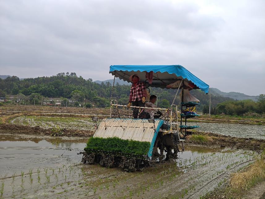 廣東始興：科技元素加持，千畝再生稻插秧忙