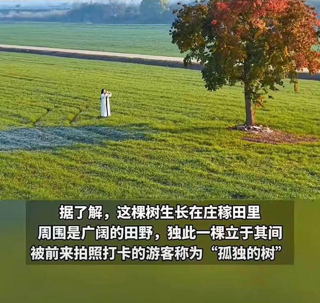 “孤獨的樹”也被“殺死”了？網友的話好戳心……