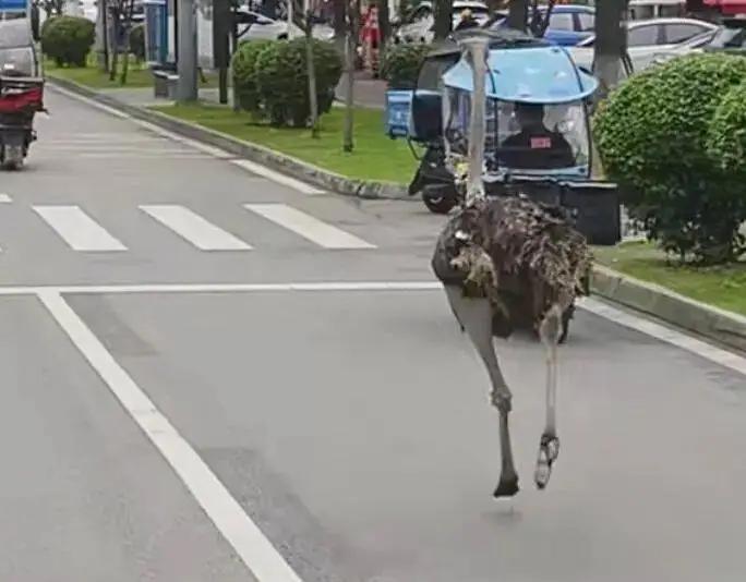 兩隻鴕鳥在街頭狂奔，目測比汽車都快！當地回應：系從養生湯鍋店“越獄”，已被抓回宰殺