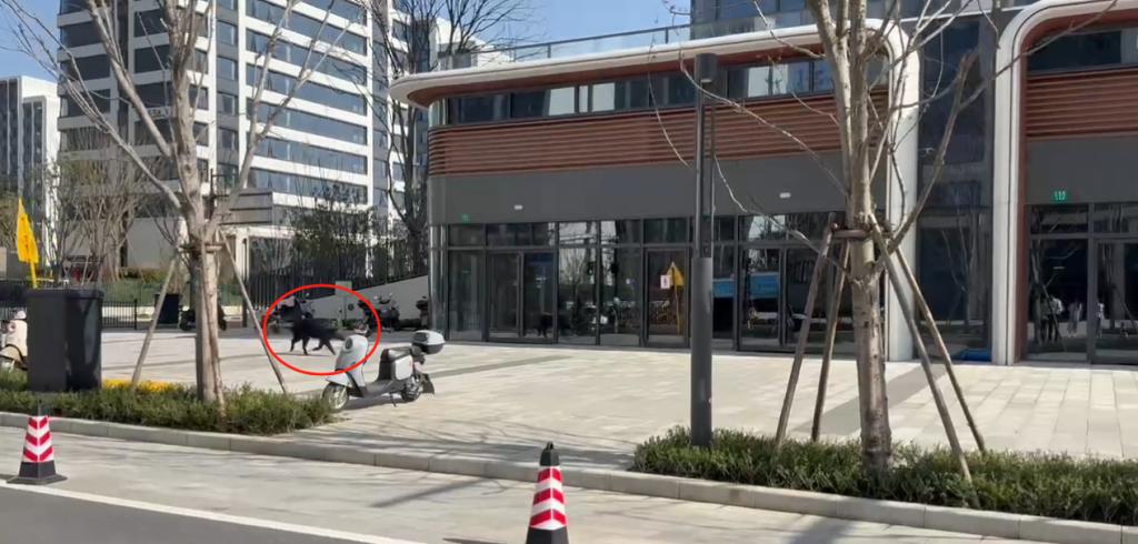 在上海青浦街頭狂奔的野豬去向如何？林業部門：仍在抓捕中