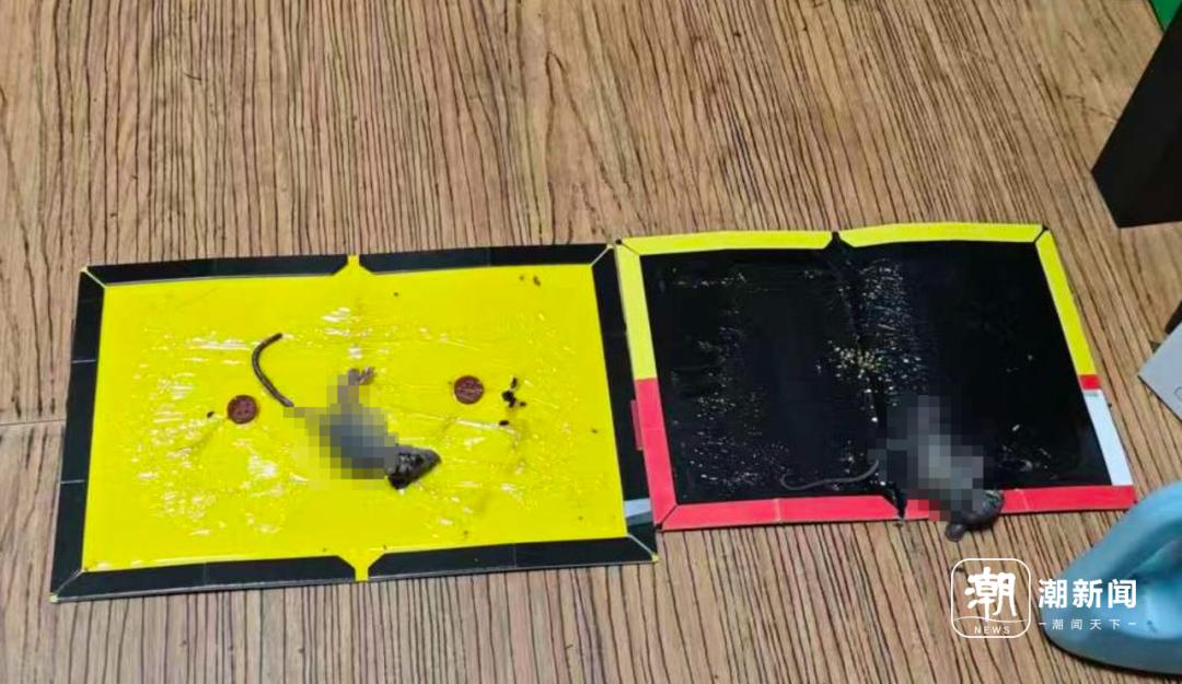 兩個月抓了10多隻老鼠！杭州大伯困擾3年：家裏好喫的它先嚐