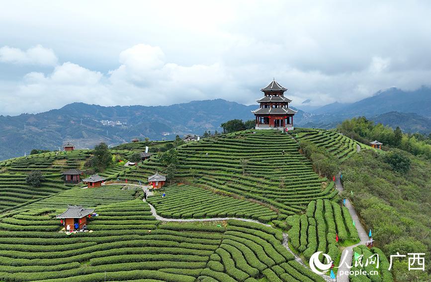 廣西三江：茶旅融合促振興
