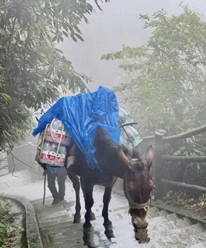 峨眉山景區回應騾子馱貨爭議：馱運重量限制在200斤以內，已引入無人機運貨，向泰山學習機器狗運輸