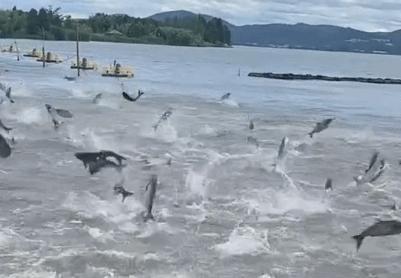 西湖驚現“百魚起飛”？魚：不是地震前兆只是呼吸困難