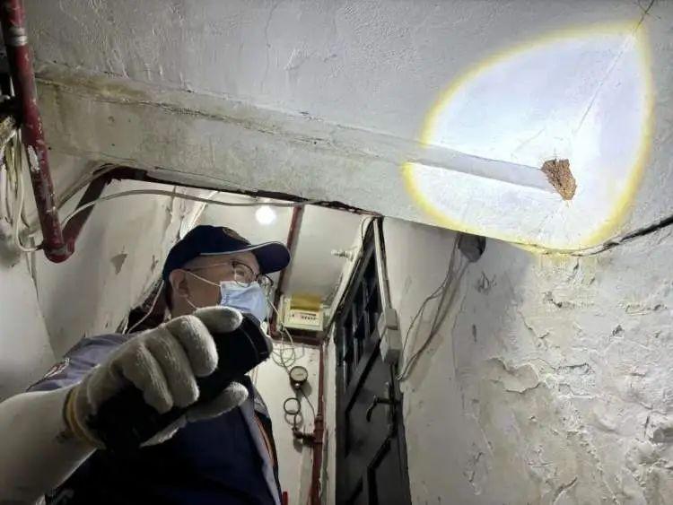 白蟻又來了！主要集中在上海這4個區，更大一波還在後面……