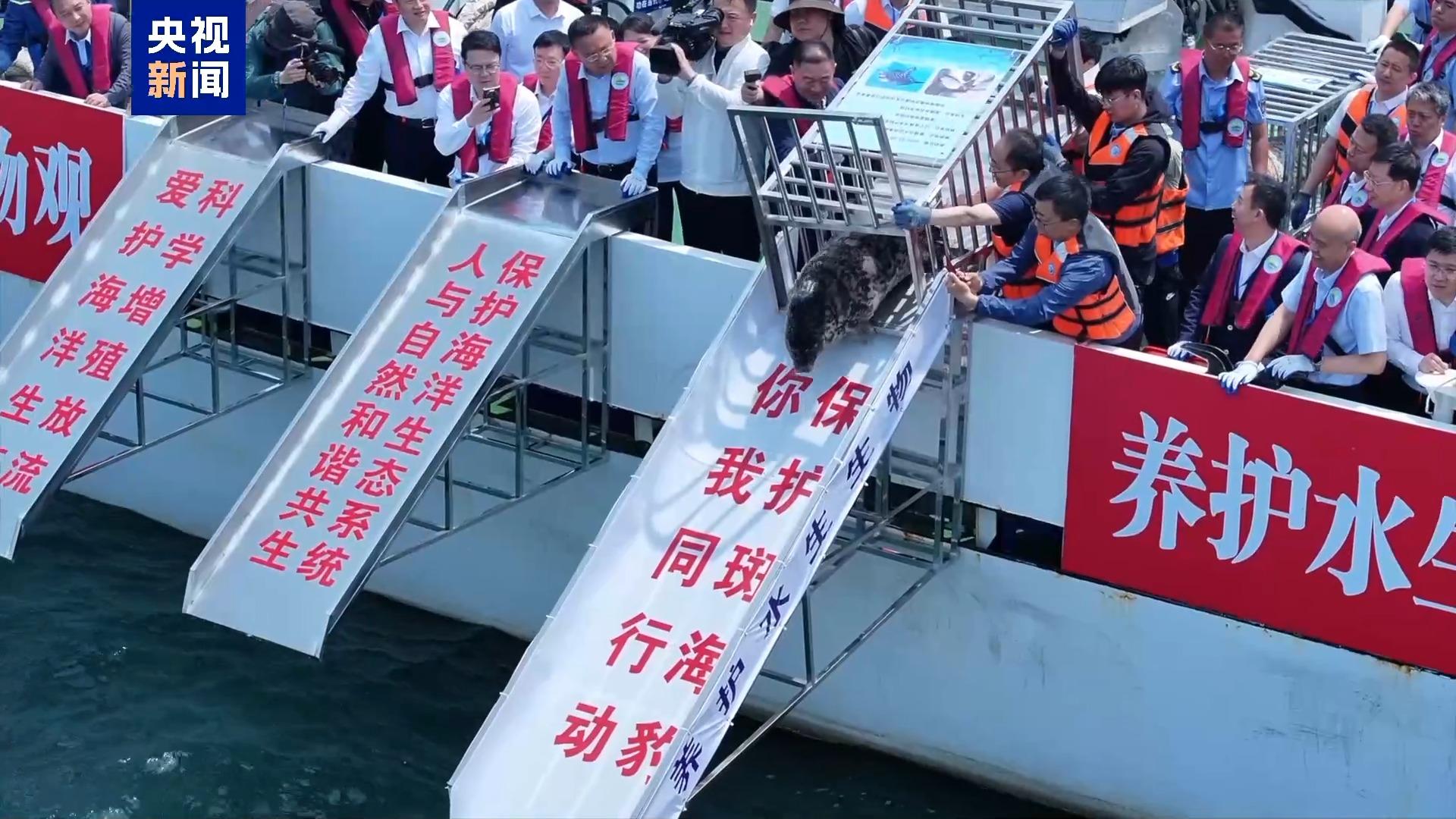 養得肥墩墩的！9頭斑海豹今天放歸大海