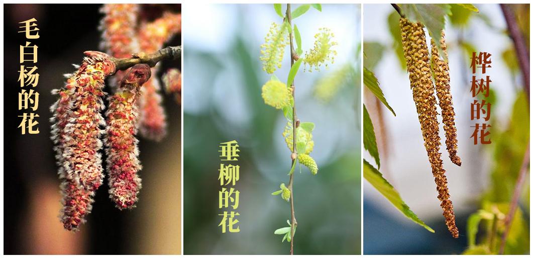 賞花又怕花粉過敏？請收好這份全國花粉預報指南！