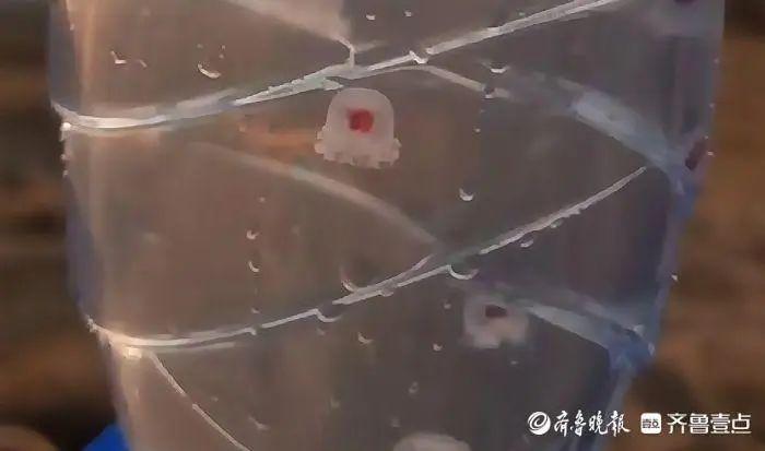 青島海邊大量出現！很多人因爲好看撿，專家：有一定毒性，不建議手碰