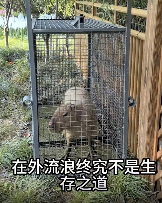 離家出走的“豆包”，終於回來了……