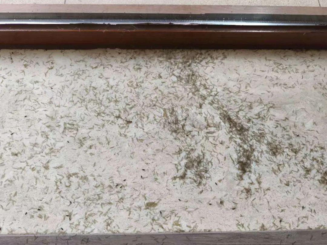 杭州女子一開門，頭皮發麻！密密麻麻全部都是白蟻……