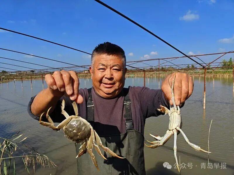 又大又肥，正是喫的好時候！青島這種美味進入收穫期，有養殖戶畝產收益近萬元……