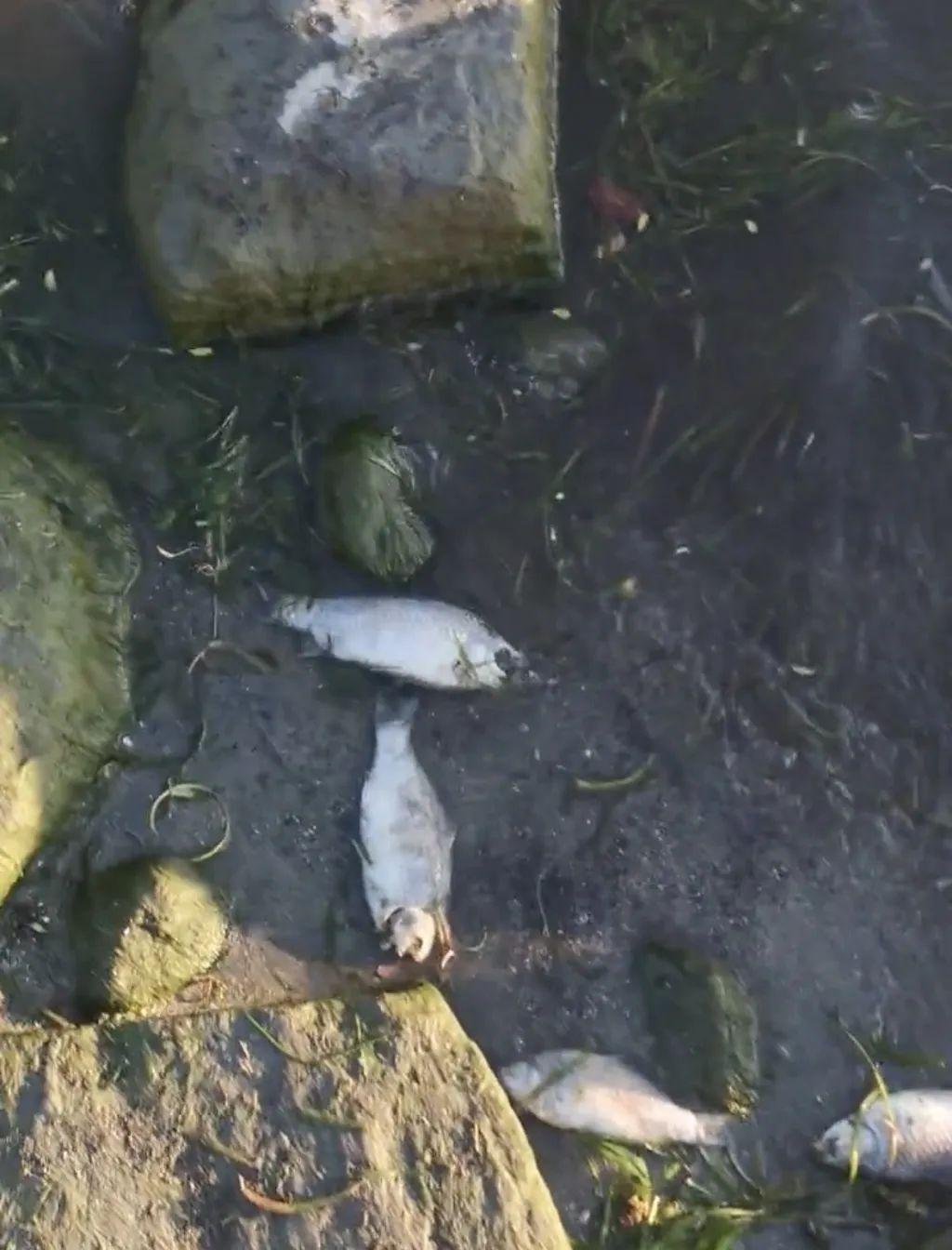 大理回應洱海邊現死魚：屬自然現象