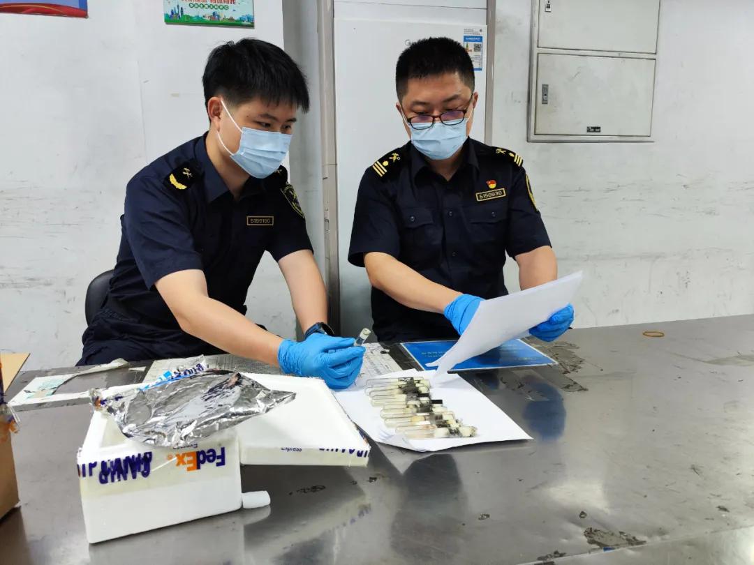 110只！廣州海關查獲違規進境活體螞蟻，爲紫彩虹臭蟻，系外來物種