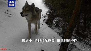棕熊賣萌×狼羣戰術×猞猁首秀……這些荒野名場面每一幀都是大片