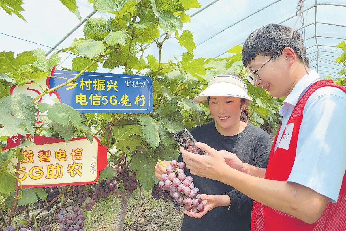 5G賦能 葡萄飄香