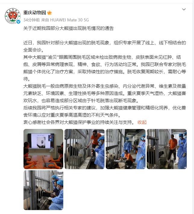 重慶動物園通報大熊貓“渝貝”脫毛情況：脫毛區域未檢出致病微生物，精神、食慾、行爲活動均正常