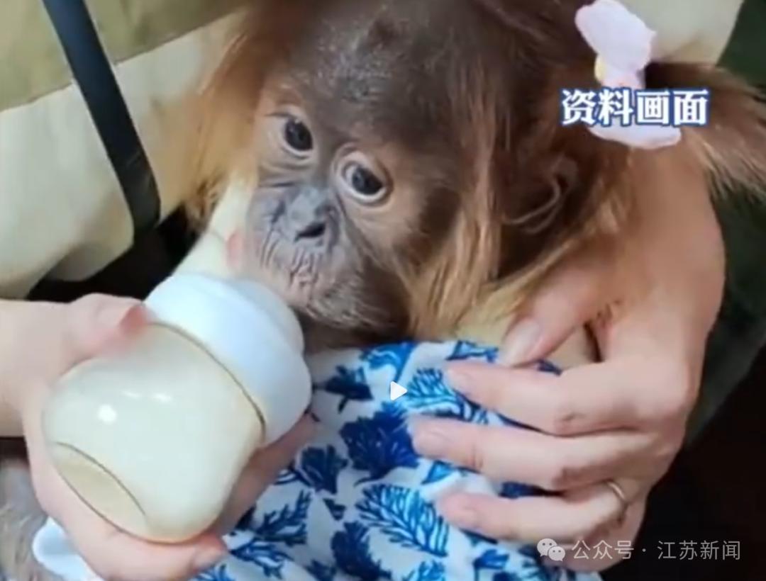 猩猩幼崽“穿衣扎辮”引熱議 園方稱爲保暖好看 專家提醒