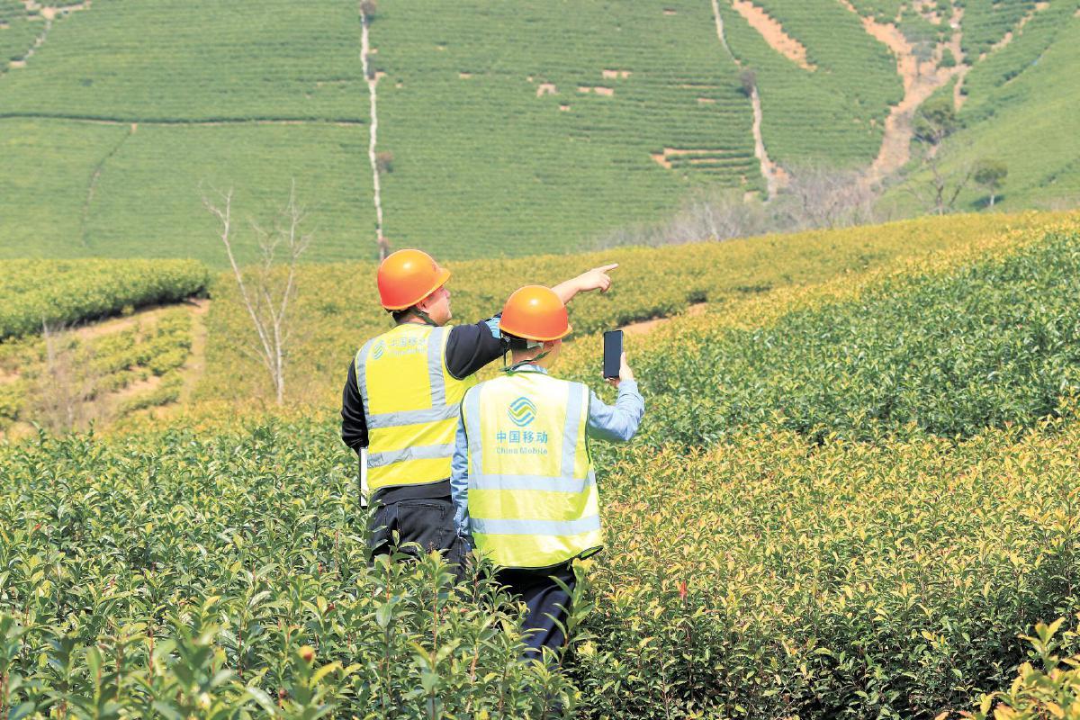 浙江移動5G春風拂來安吉白茶“科技香”