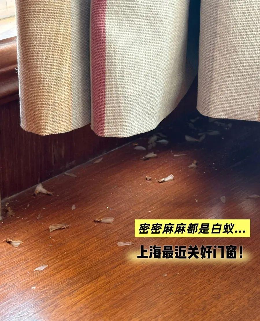 密密麻麻！讓人“不能呼吸”！上海昨夜白蟻大規模分飛出動！緊急提醒：千萬別這樣做